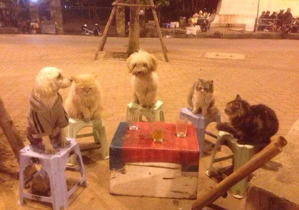 Thảo Luận truyện tranh Học Nhóm Online