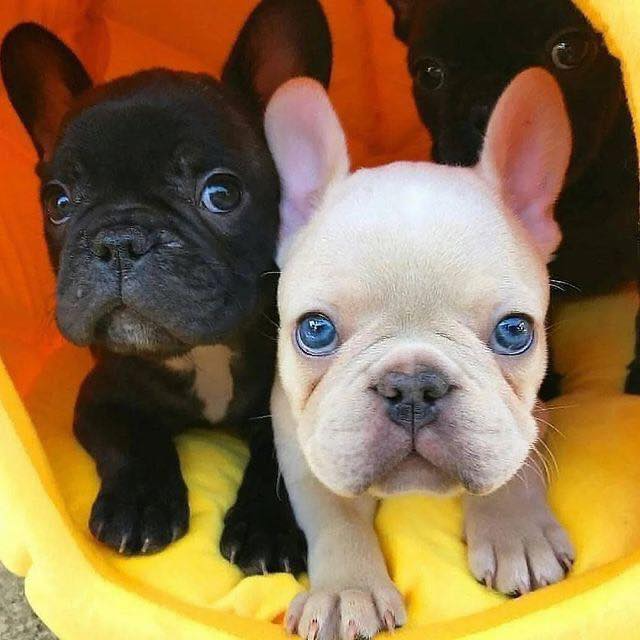 Thảo Luận truyện tranh Karami Zakari: Boku No Honto To Kimi No Uso Online