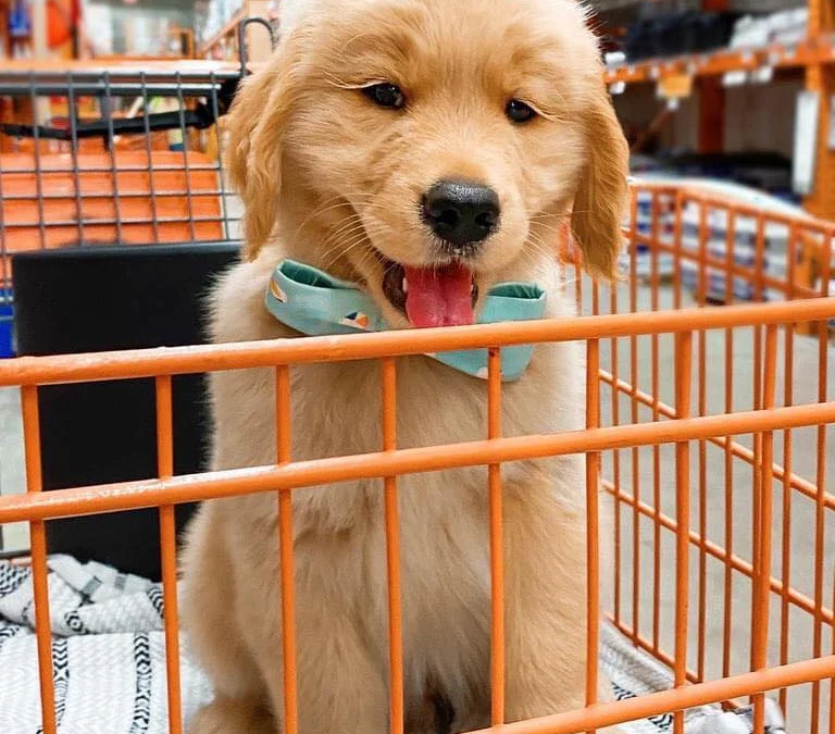 Gốc đánh giá truyện tranh Chiếc Váy Của Người Cá Online