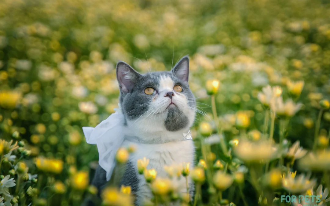 Thảo Luận truyện tranh Chạm Vào Tim Em Online