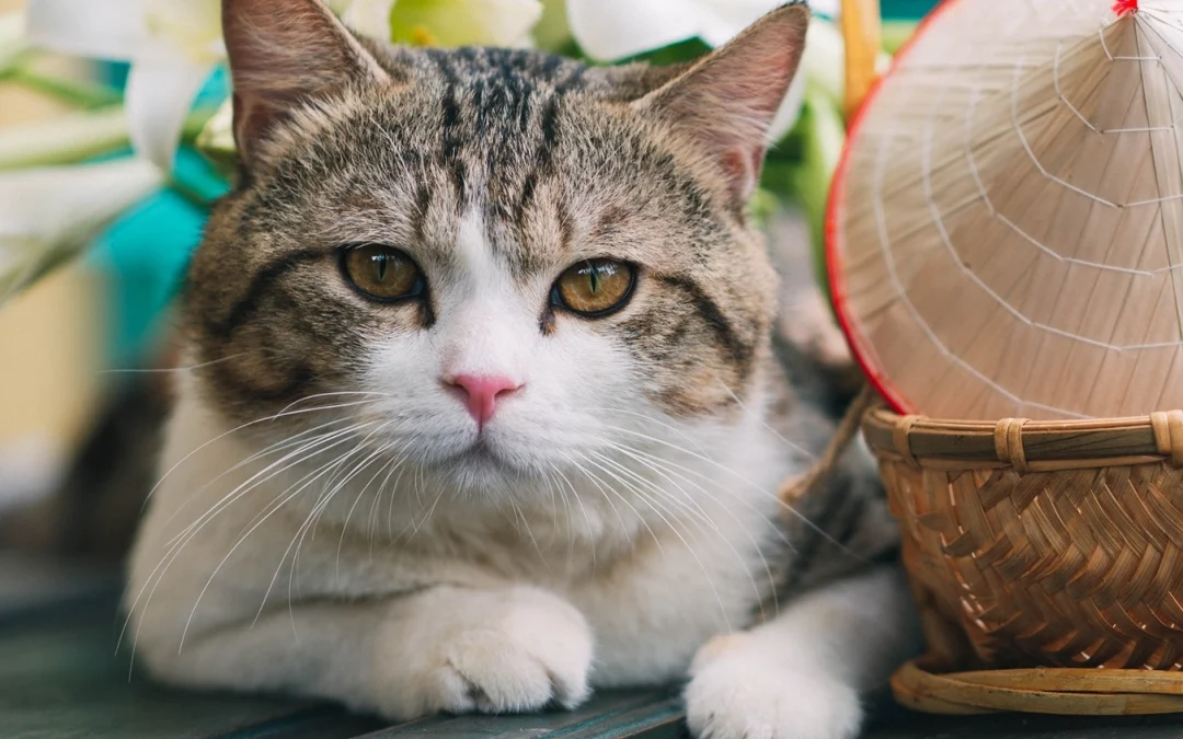 Gốc đánh giá truyện tranh Chiếc Váy Của Người Cá Online