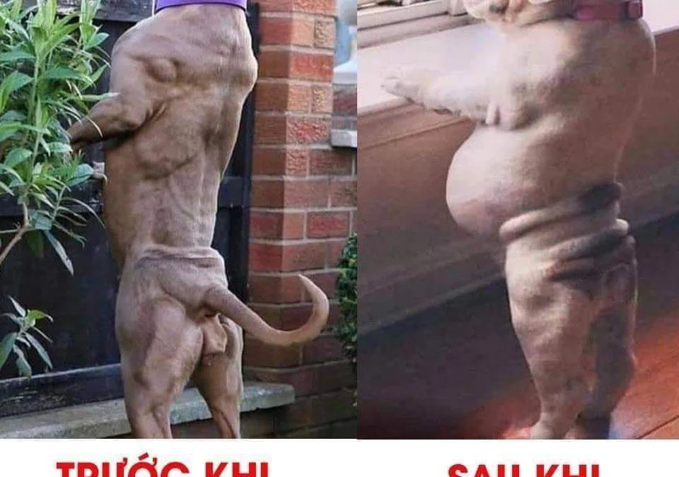 Tóm tắt truyện chữ Bá tổng trúc mã là ta chỗ dựa Novel Online