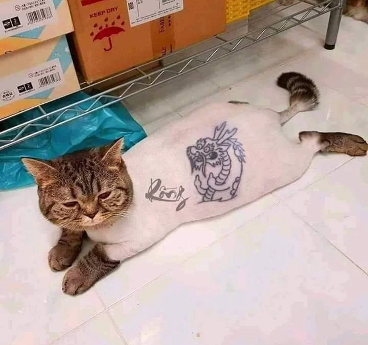 Gốc đánh giá truyện tranh Tàng Phong Online