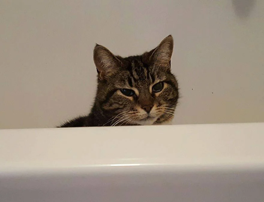 Gốc đánh giá truyện tranh Cô Giáo Mít Ướt Online