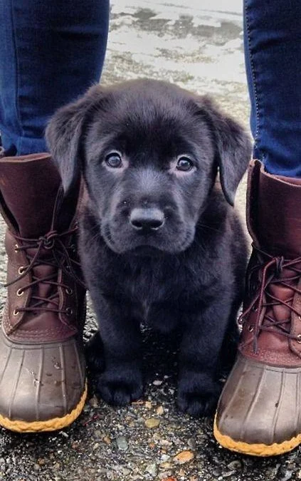 Gốc đánh giá truyện tranh Vạn Tướng Chi Vương Online