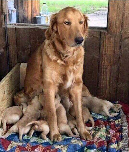 Gốc đánh giá truyện tranh Ôm Khẩn Tiểu Mã Giáp Của Tôi Online