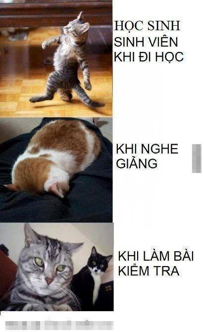 Gốc đánh giá truyện chữ Ta thành nàng bàn tay vàng Novel Online