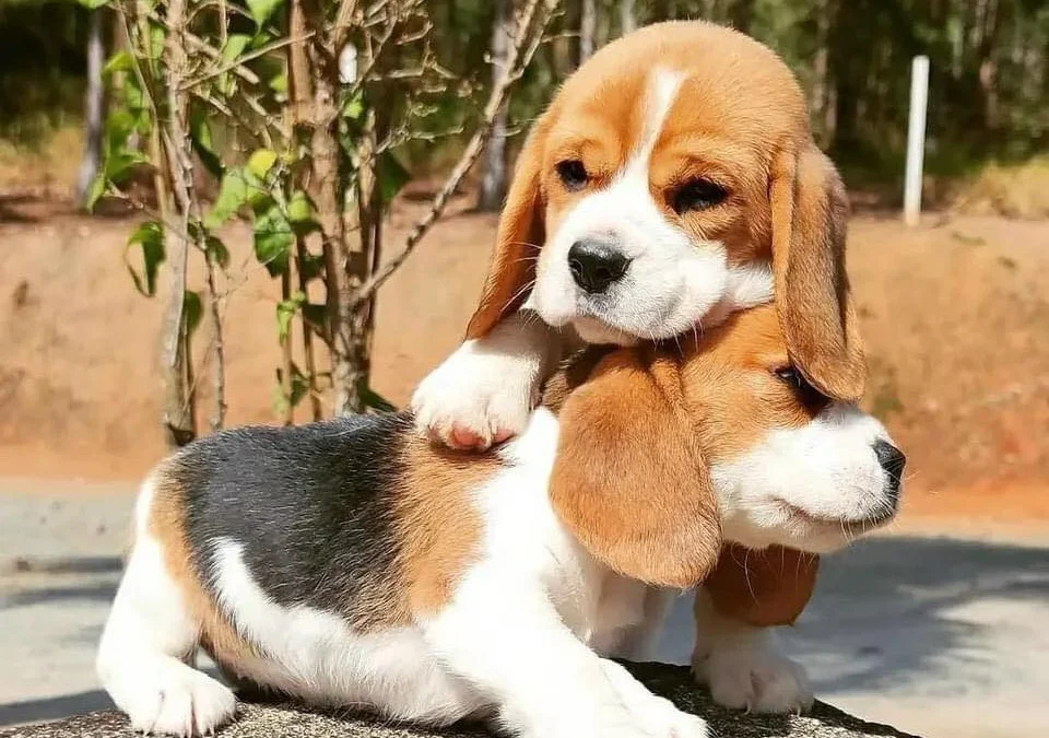 Review về  truyện chữ Xuyên qua chi ngũ linh nguyên tố Novel Online