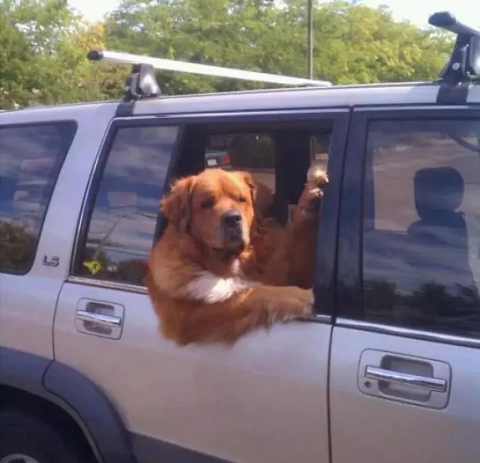 Gốc đánh giá truyện tranh Cuộc sống rập khuôn của một quý cô tái sinh! Online