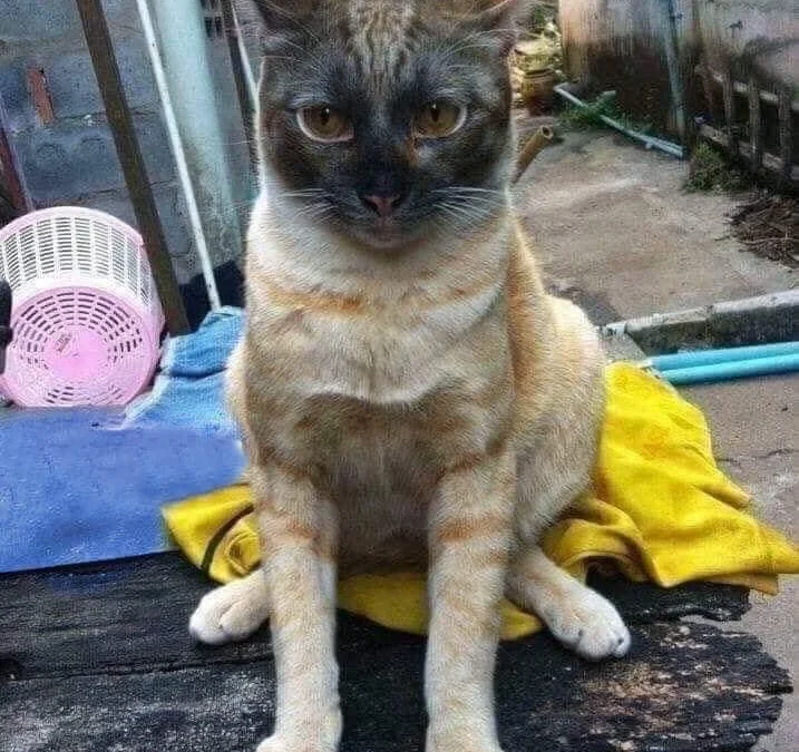 Review truyện tranh Sekimen Shinaide Sekime-san Online