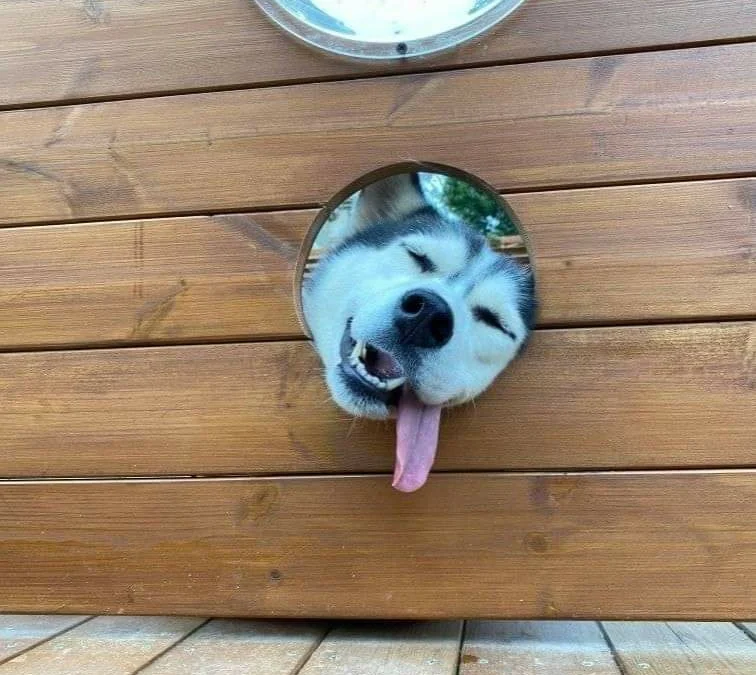 Review truyện tranh Uchi No Hentai Maid Ni Osowareteru Online