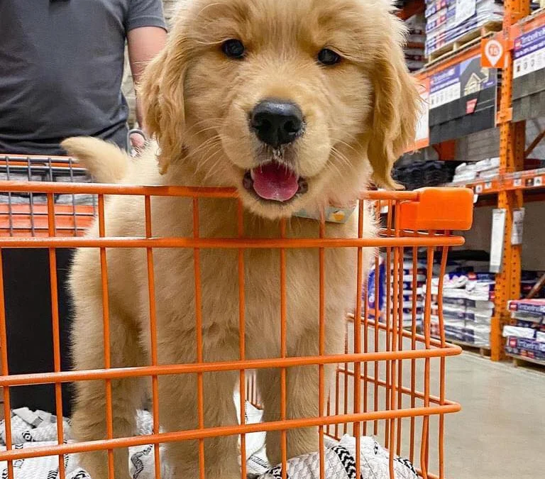 Thảo Luận truyện tranh Đại Vương Tha Mạng Online