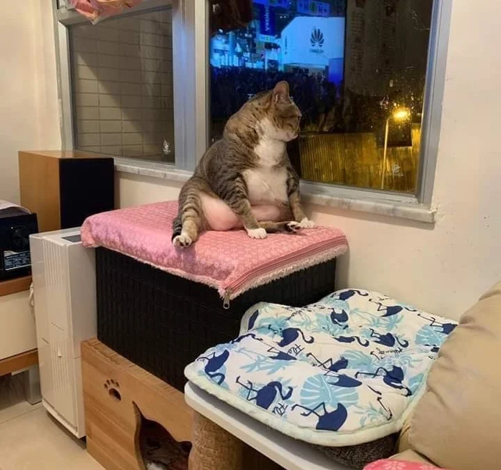 Gốc đánh giá truyện tranh Giết Chết Ác Nữ Phản Diện Online