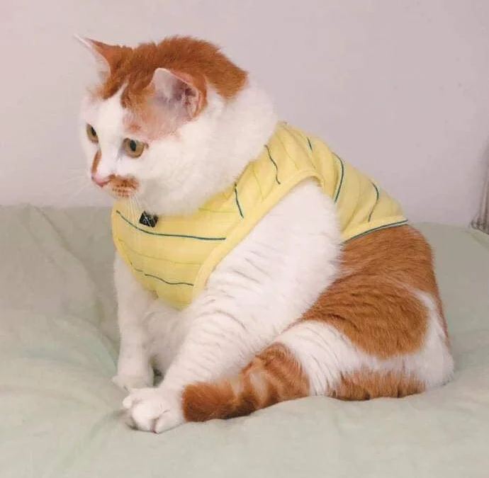 Review truyện tranh Ngày Nào Thiếu Soái Cũng Ghen Online