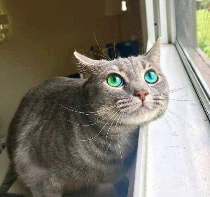 Tóm tắt truyện chữ Vì sao luôn có người trộm ta quần đùi a   Novel Online