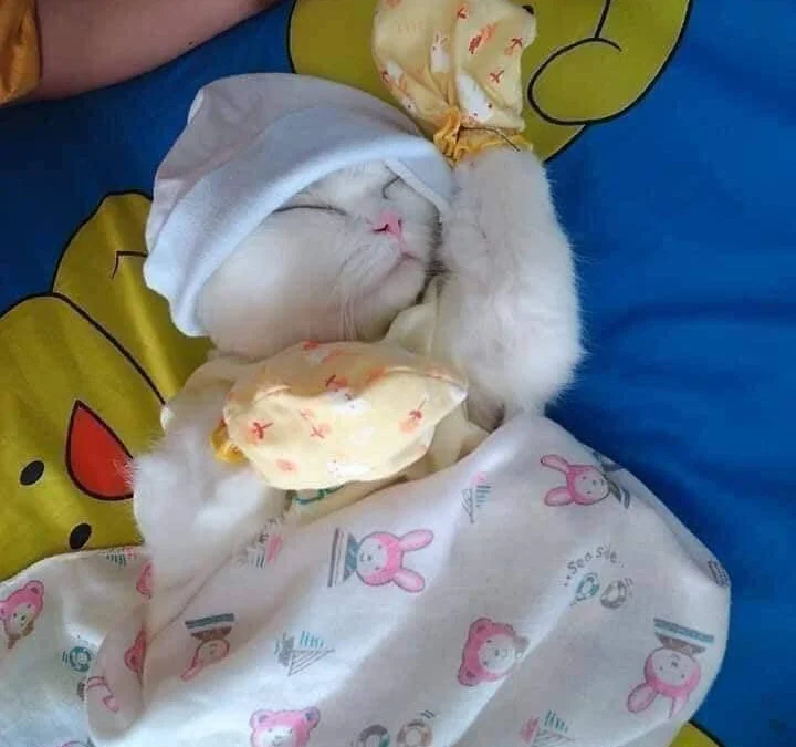 Gốc đánh giá truyện tranh Bắt Đầu Quật Khởi Từ Làm Lô Đỉnh Online