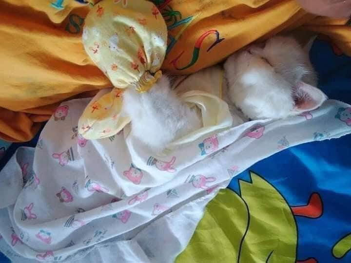 Thảo Luận truyện tranh Tổ Sư Gia Đứng Đầu Lịch Sử Online