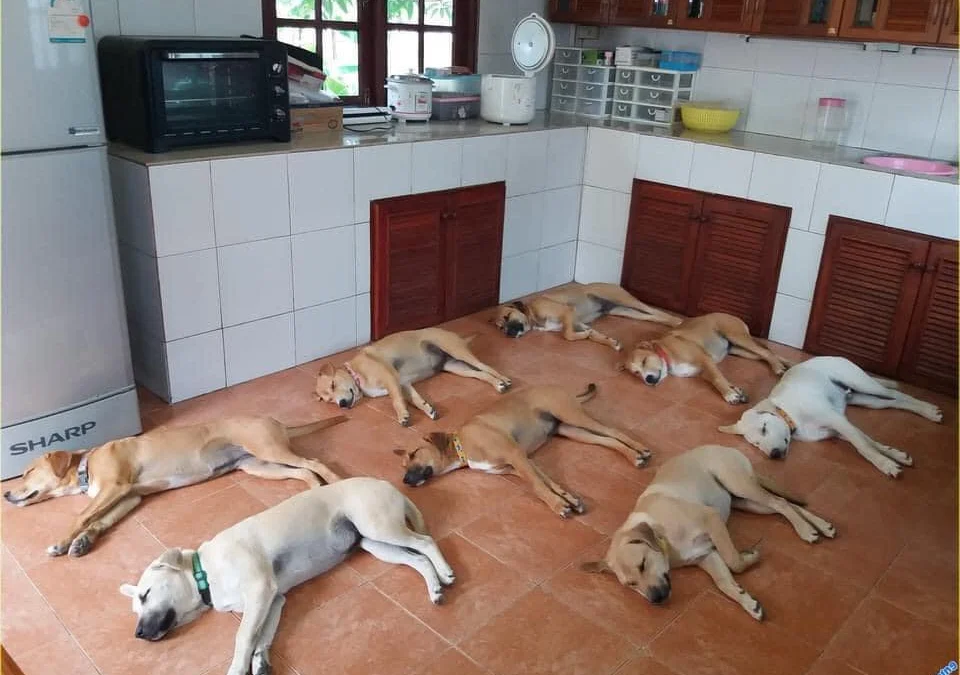 Ai Tóm tắt giúp truyện chữ Thất nghiệp đương người ở rể, tiền riêng dọa ngốc giáo hoa lão bà  Novel Online