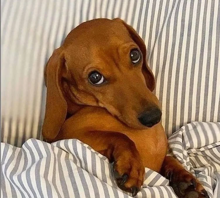 Tóm tắt truyện chữ [hp]Lyra  Novel Online