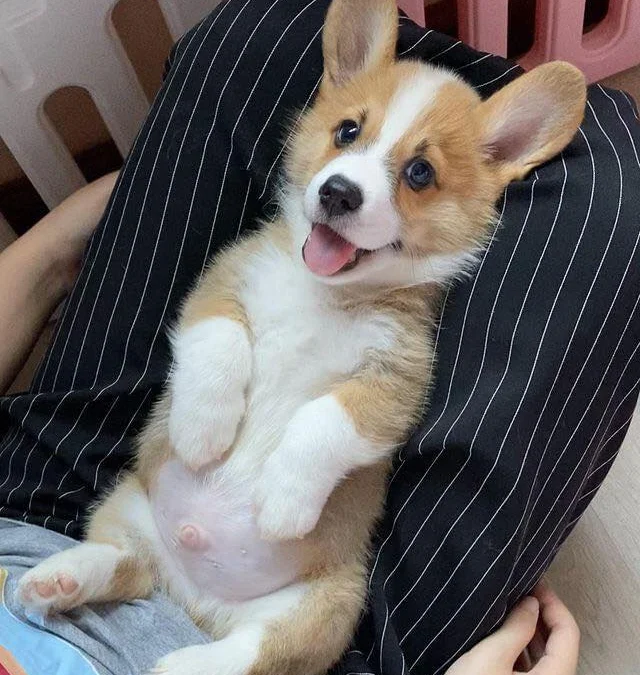 Review truyện tranh Tựa Lang Sói Online