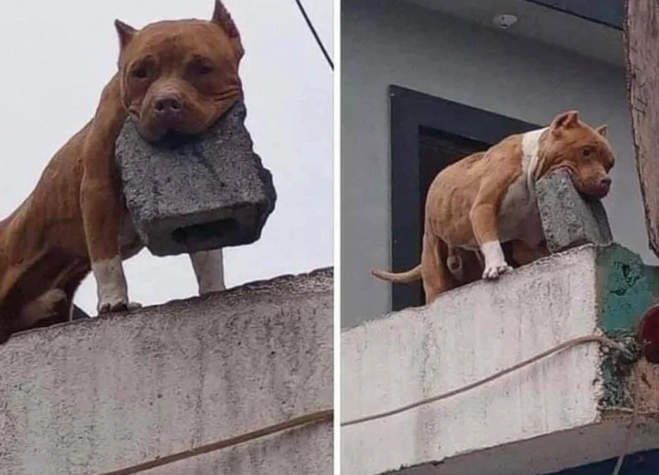 Gốc đánh giá truyện tranh Độc Bộ Tiêu Dao Online