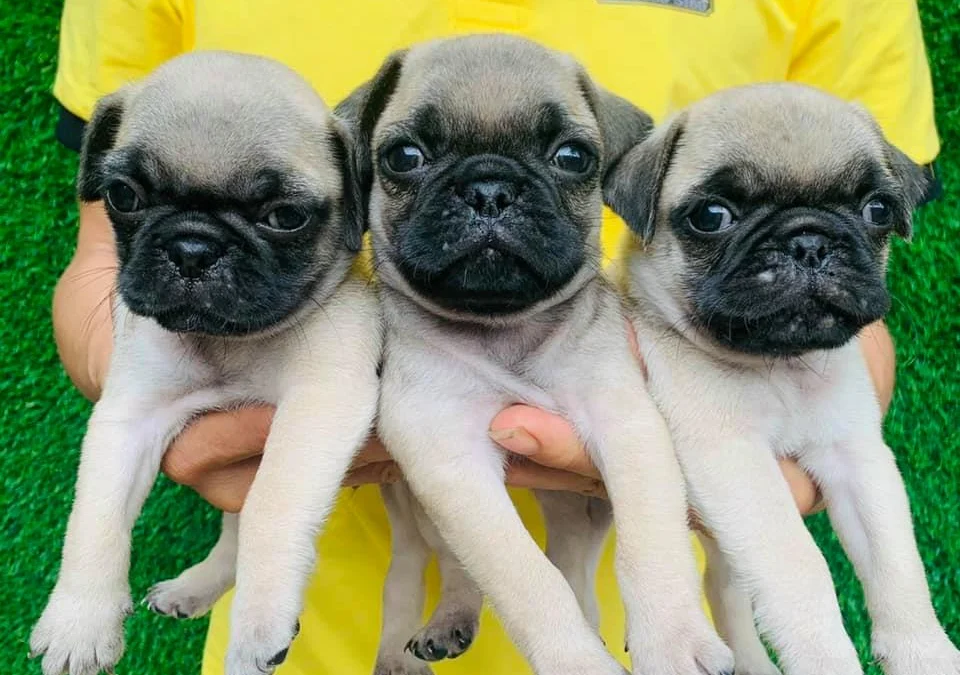 Review truyện tranh Rosen Garten Saga Online