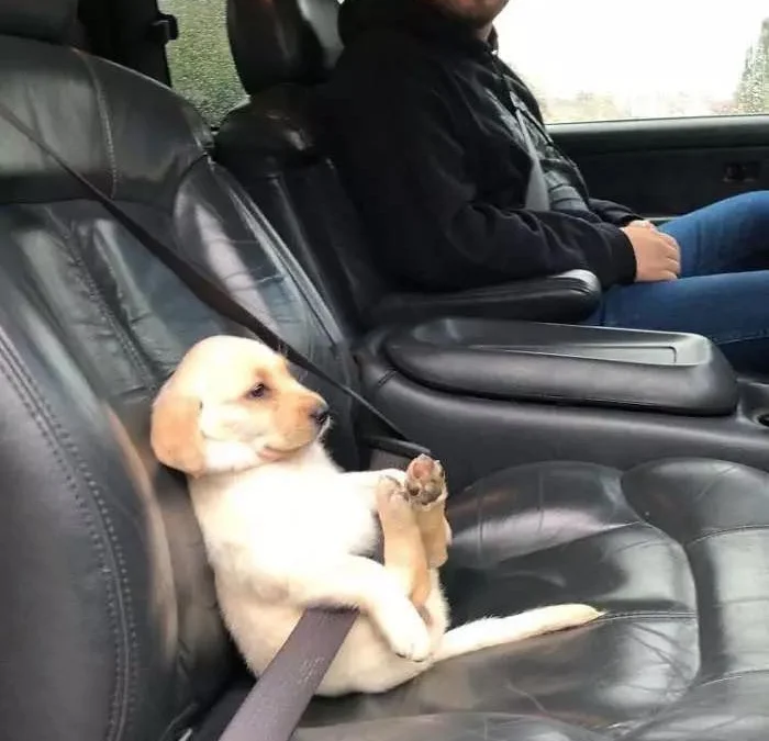 Gốc đánh giá truyện tranh Tôi Thăng Cấp Trong Lúc Ngủ Online