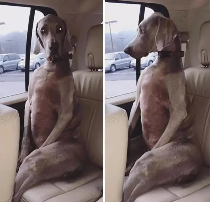 Gốc đánh giá truyện tranh Bổn Tiên Tu Hậu Cung Đạo Online