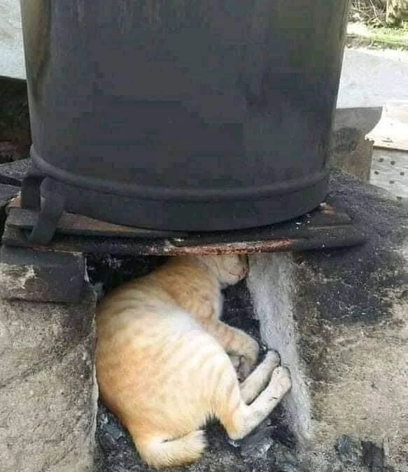 Ai Tóm tắt giúp truyện chữ [ Tổng ] chỉ có ta là người thường  Novel Online