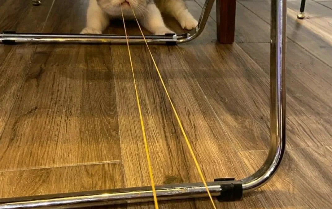 Tóm tắt truyện chữ Xuyên thư: Kinh! Nam chủ giết ta, nhưng ta là nữ chủ a!  Novel Online