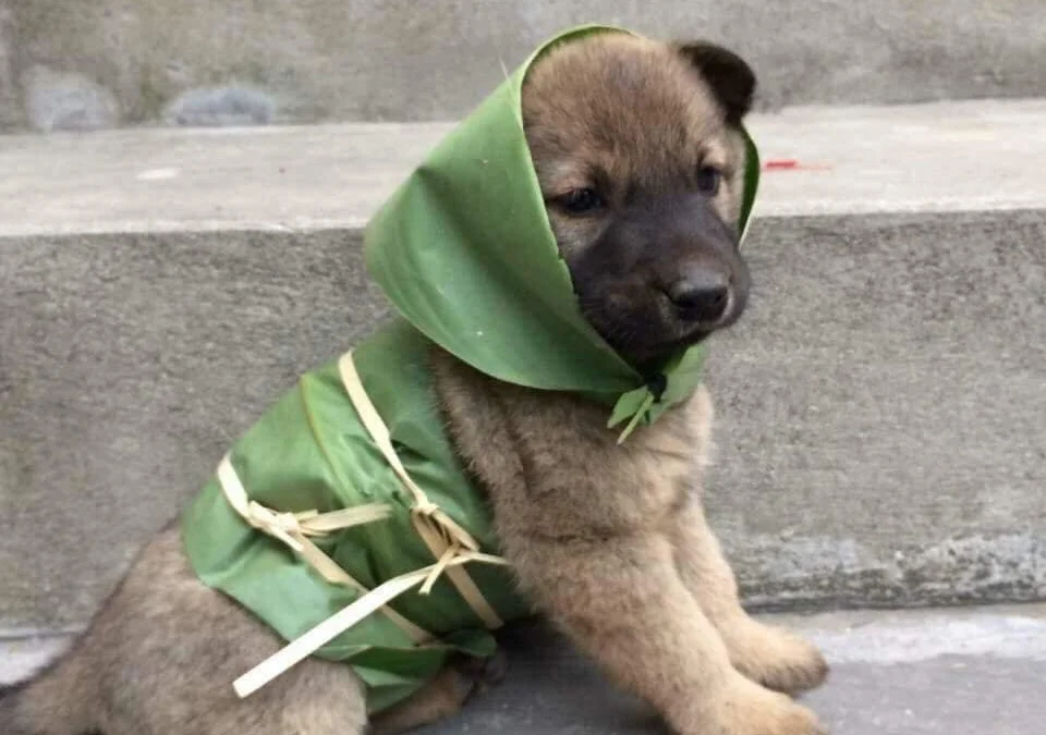 Gốc đánh giá truyện tranh Đồ Đệ Của Ta Đều Là Nữ Ma Đầu Online