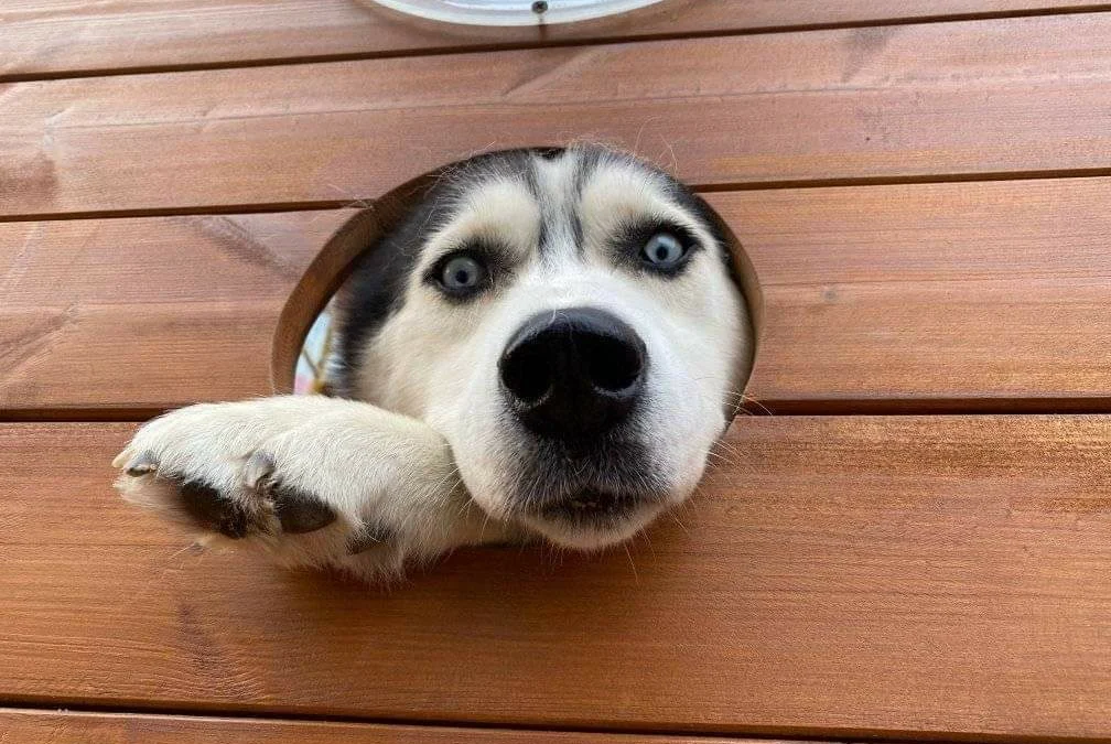 Tóm tắt truyện chữ Bị câu hệ học đệ kịch bản   Novel Online