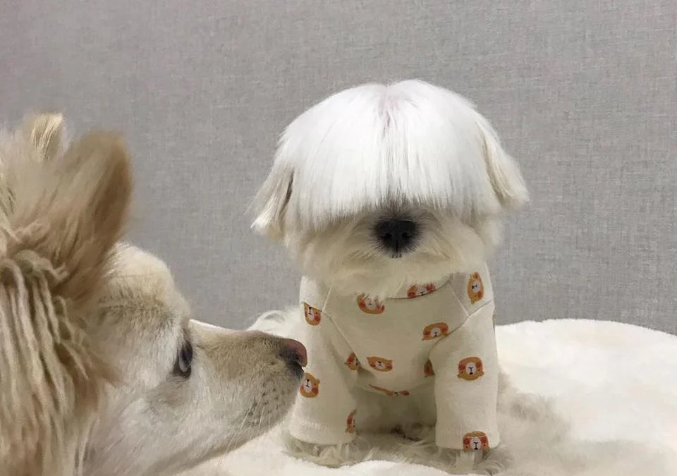 Ai Tóm tắt giúp truyện chữ Xuyên nhanh: Sứa hắn quá mức đáng yêu  Novel Online