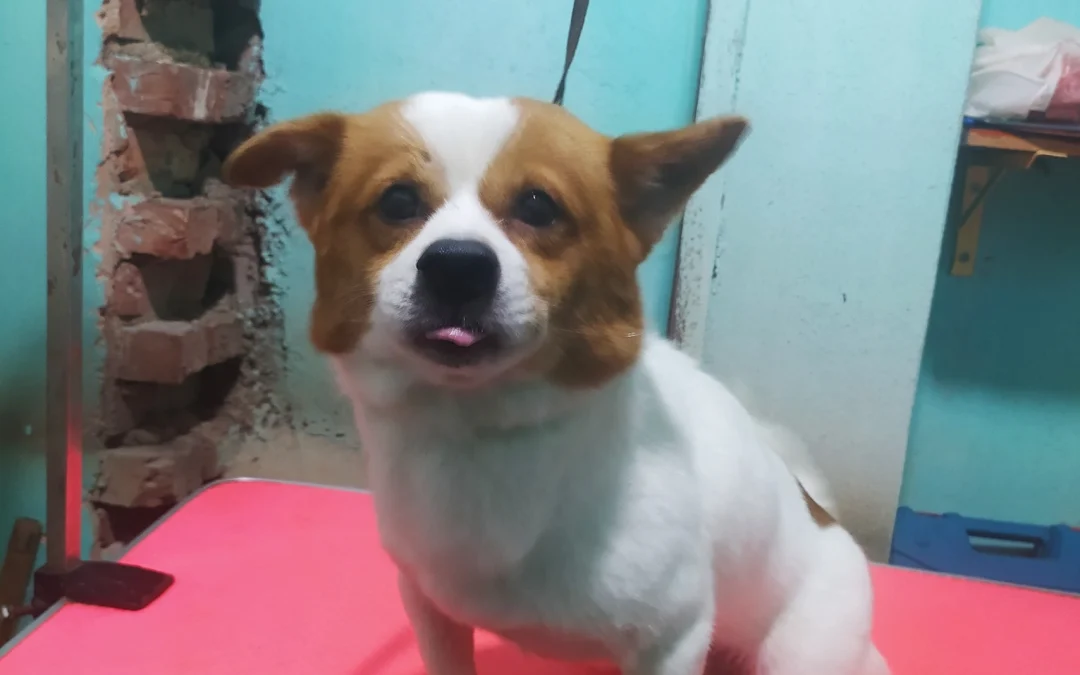 Review về  truyện chữ Huyền môn tiểu nương nương dựa đoán mệnh hỏa bạo lục cung  Novel Online