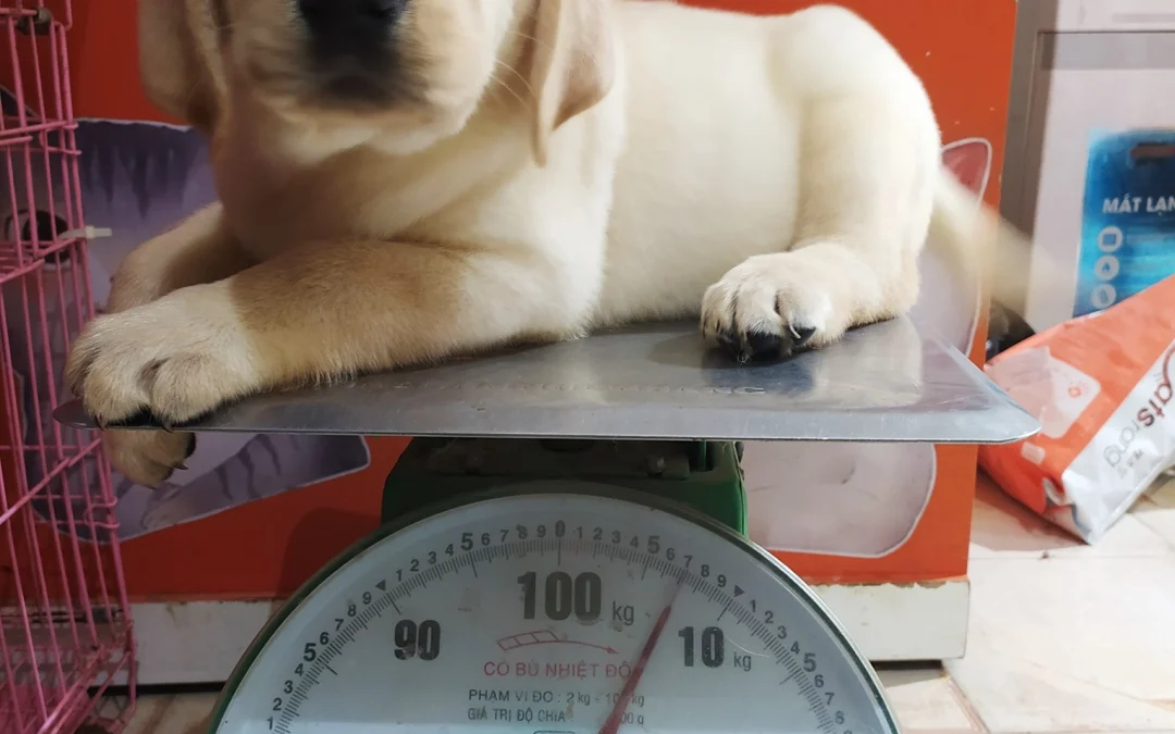 Gốc đánh giá truyện chữ Ta biết ta mau mất đi ngươi   Novel Online