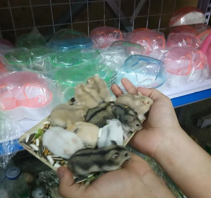 Review truyện tranh Phong Khởi Thương Lam Online