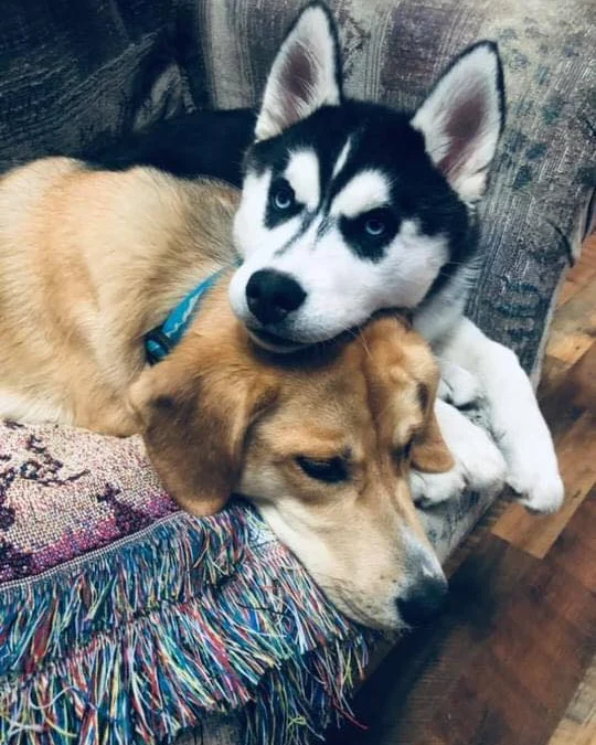 Review truyện tranh Nhiệm Vụ Đời Thật Online