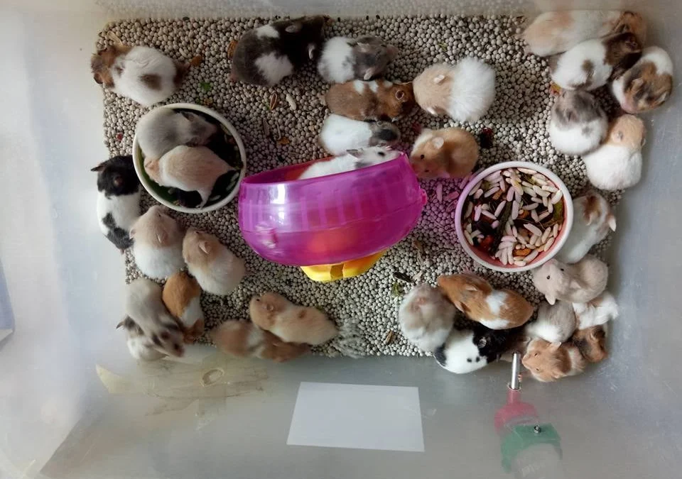 Review truyện tranh Bác Sĩ Phẫu Thuật Hoàn Hảo Online