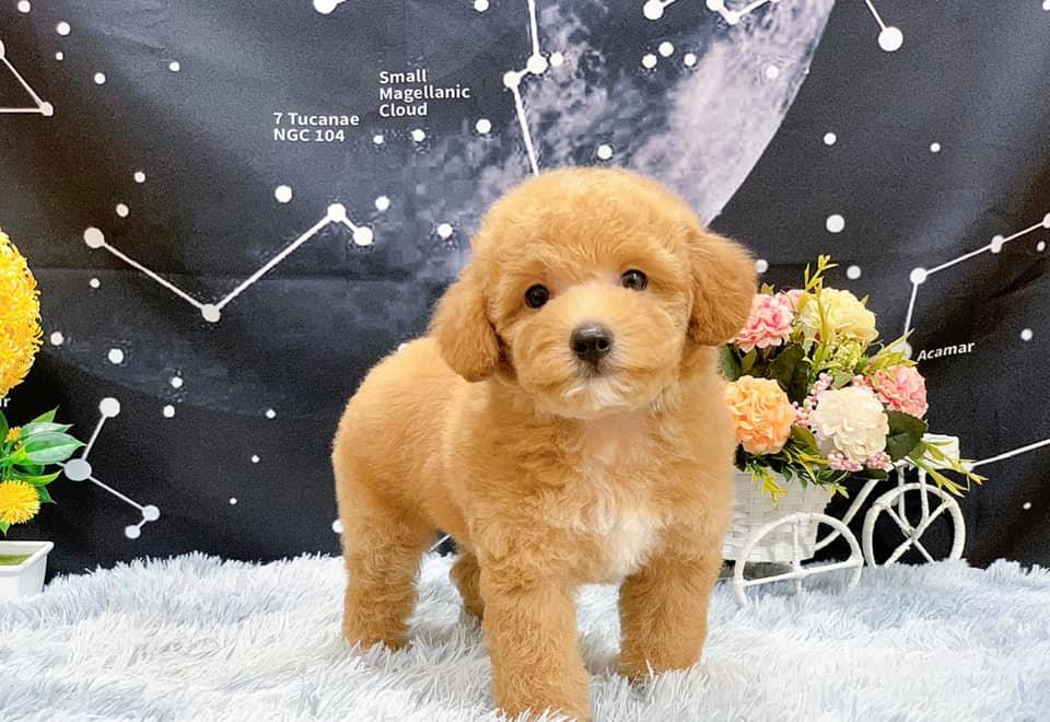 Review truyện tranh Xuyên Không Đến Thế Giới Trở Thành Đóa Hoa Của Anh Online