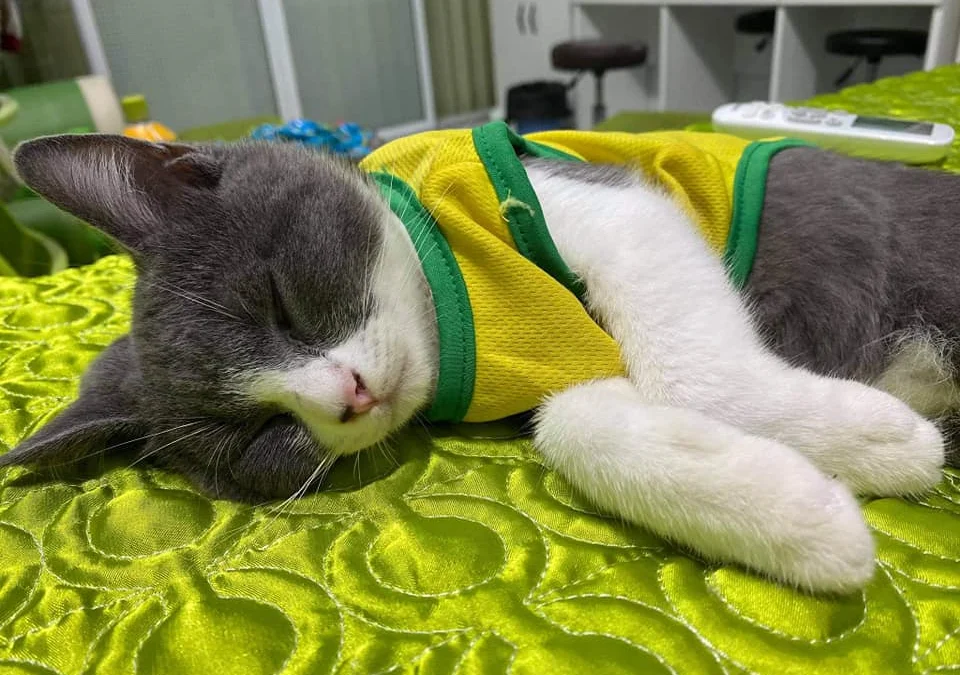 Tóm tắt truyện chữ Trọng sinh sau tiểu quận chúa hối  Novel Online