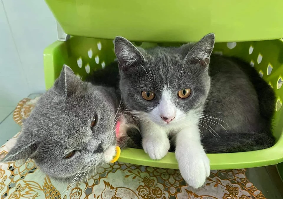 Gốc đánh giá truyện chữ Thỉnh kêu ta đao tiên  Novel Online