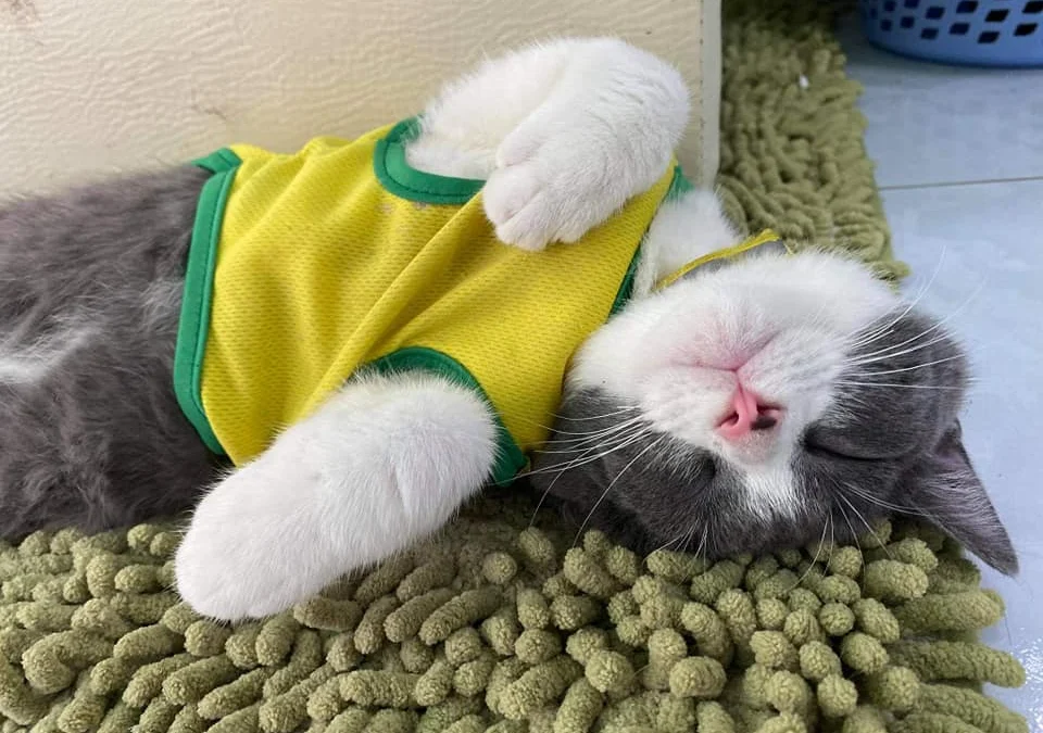 Thảo Luận truyện tranh Tiệm Búp Bê Của Công Chúa Online