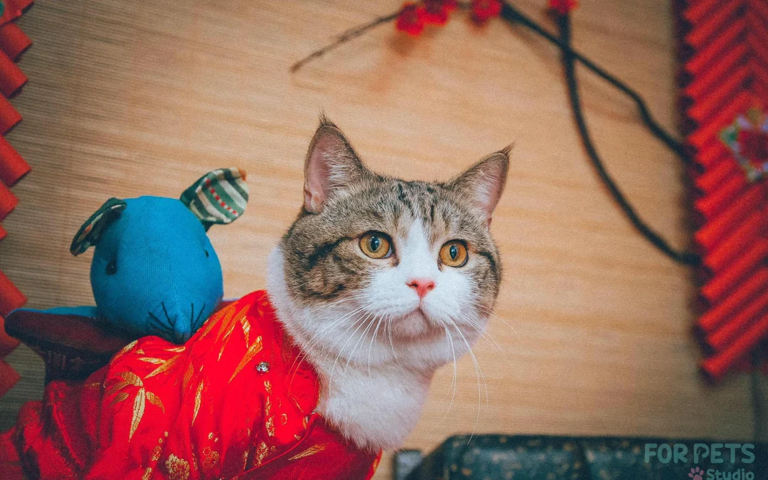 Ai Tóm tắt giúp truyện chữ Hòa li phu hầu tìm tới môn  Novel Online