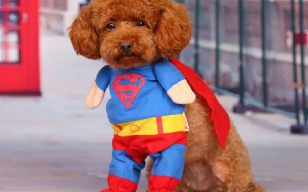 Review về  truyện chữ [ hồng lâu ] Đại Ngọc có hảo ăn uống  Novel Online