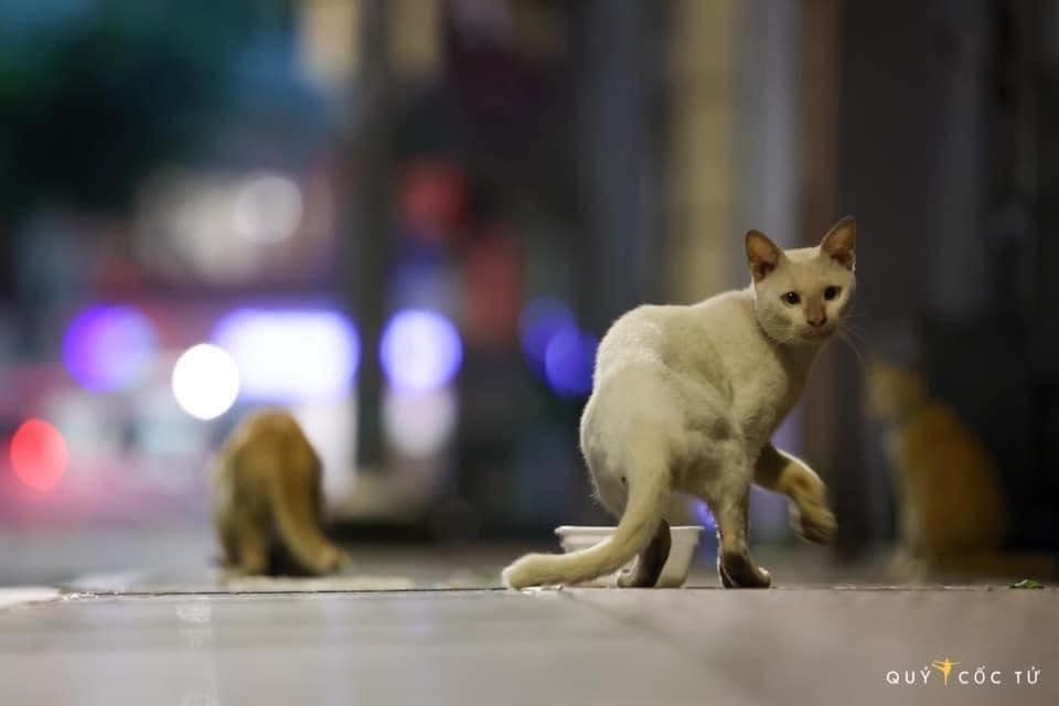 Tóm tắt truyện chữ Ngự sử đại phu cùng hắn tiểu tuỳ tùng  Novel Online