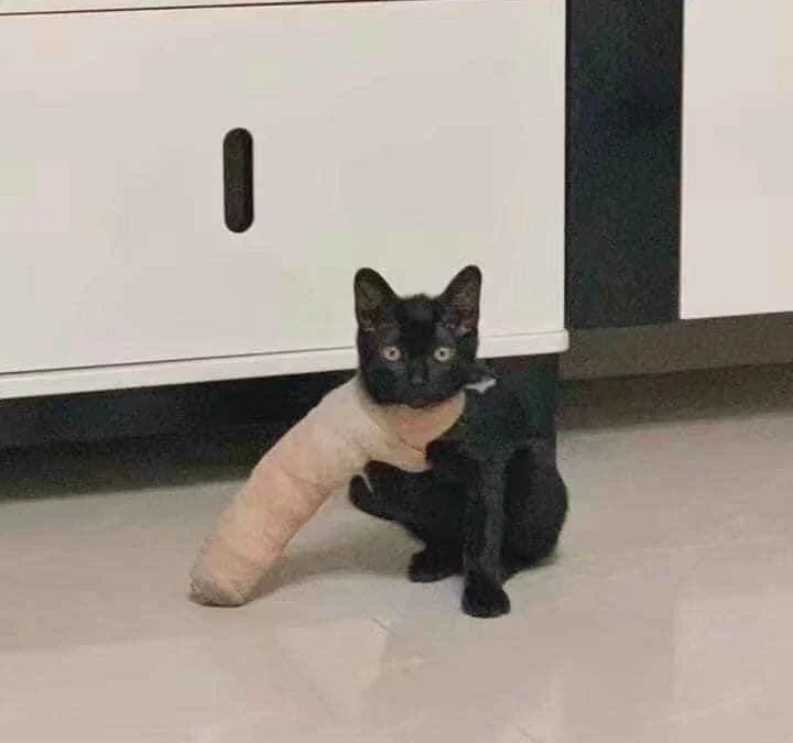 Ai Tóm tắt giúp truyện chữ [ Conan ] hiệu ứng bươm bướm Novel Online