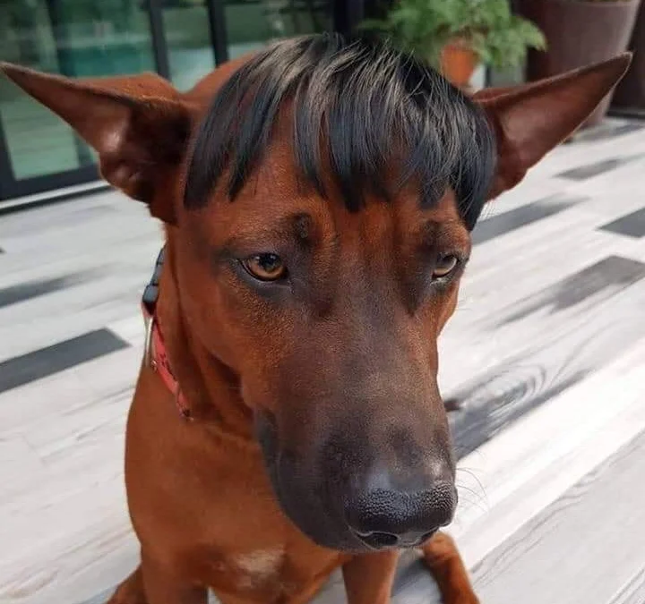 Review về  truyện chữ Thực xin lỗi, ta có bạn trai  Novel Online