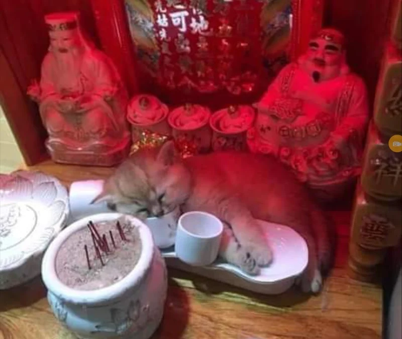 Gốc đánh giá truyện chữ Ngả bài, ta chính là muốn người trước hiển thánh  Novel Online