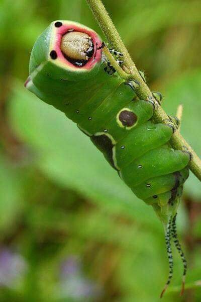 Gốc đánh giá truyện tranh Ta Lập Hậu Cung Tại Tây Du Ký Online