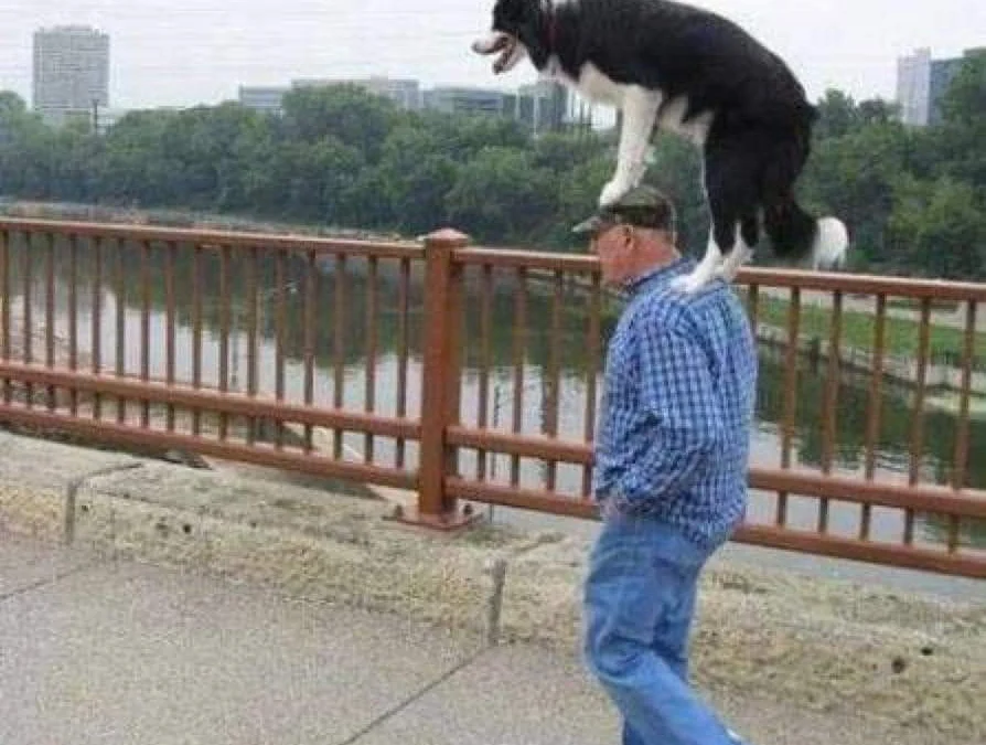 Gốc đánh giá truyện chữ Đào hôn sau hoài chiến thần nhãi con [ xuyên thư ]   Novel Online